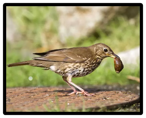 Song Thrush - on a manhole cover - with snail in beak