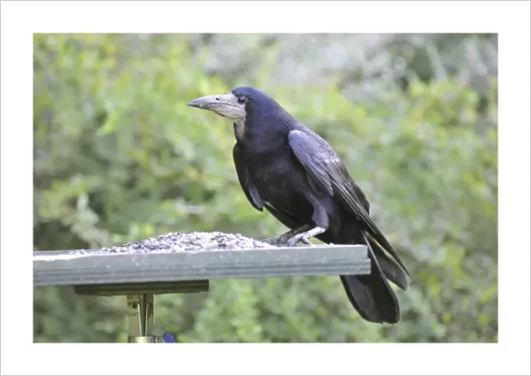 Rook - on bird feeding table