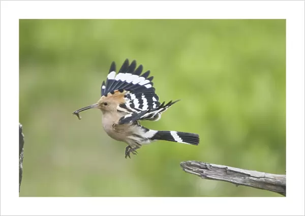 Hoopoe - taking off with food for young Upupa epops Hungary BI19876