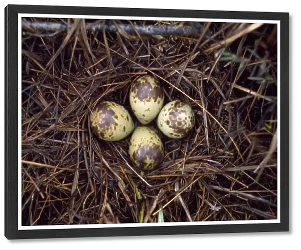 Spotted Redshank - nest with eggs