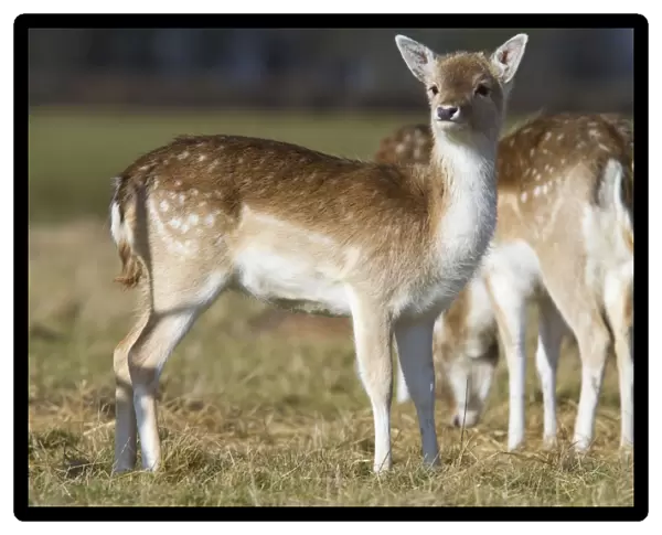 Fallow Deer - alert looking doe - Wiltshire - England - UK