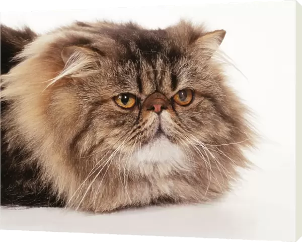 Cat JD 14778 Persian - Brown Classic Tabby © John Daniels  /  ARDEA LONDON