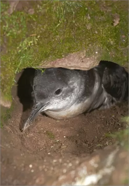 Manx Shearwater - at the entrance to its burrow