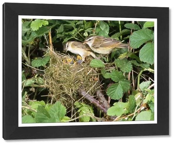 Sedge Warbler - at nest with young