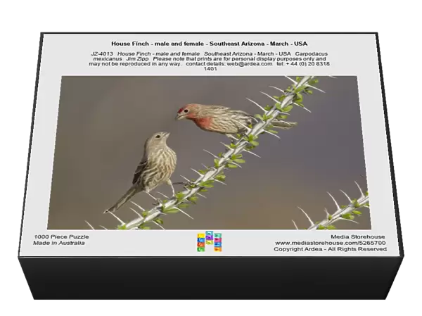 House Finch - male and female - Southeast Arizona - March - USA