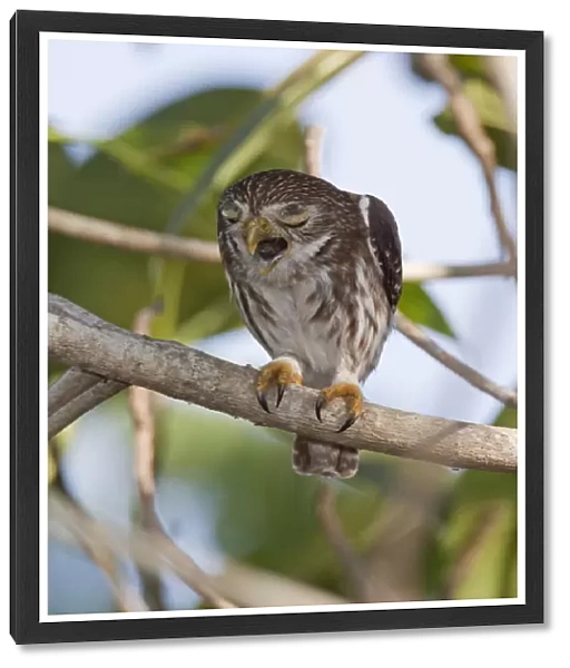 Ferruginous Pygmy-owl - regurgitating a pellot - Nayarit - Mexico - March