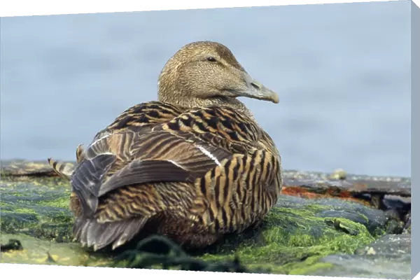 Eider Duck - female - Shetland