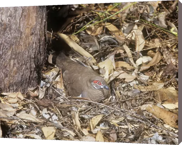 Partridge Pigeon - sat on nest on ground  