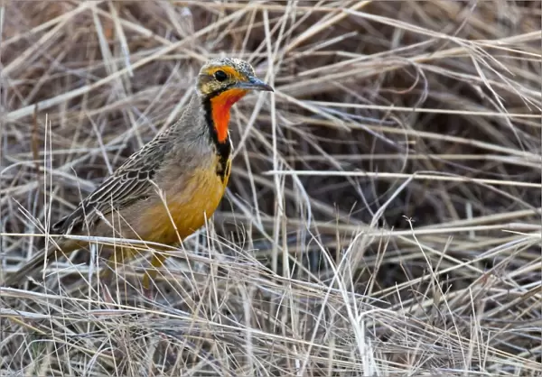 Cape Longclaw - close up of bird amongst dry grasses - Rietvlei Nature Reserve - South Africa