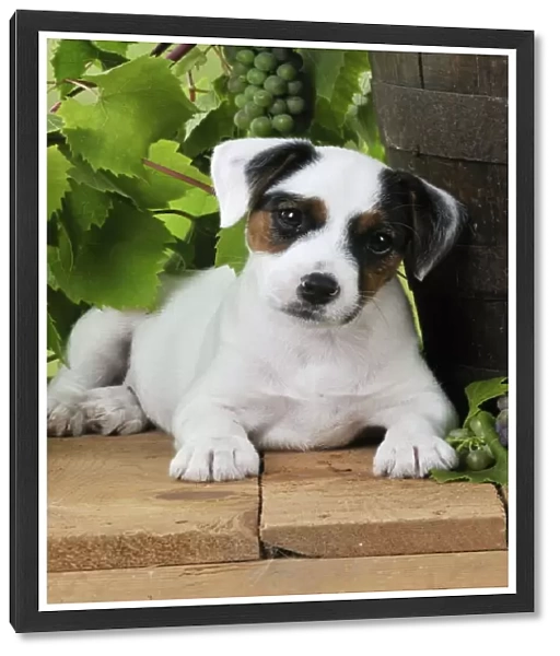 DOG. Parson jack russell terrier puppy next to barrel with grapes