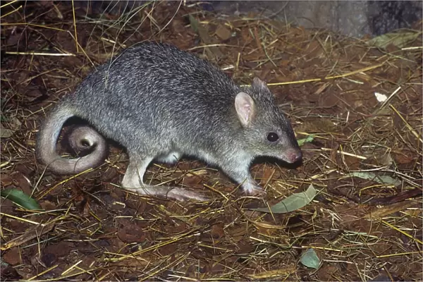 Northern Bettong - collecting nesting material (grass) - North Queensland - Australia