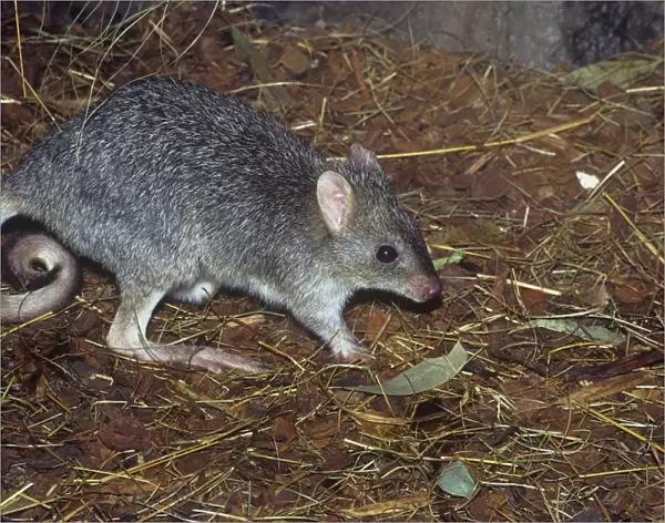 Northern Bettong - collecting nesting material (grass) - North Queensland - Australia
