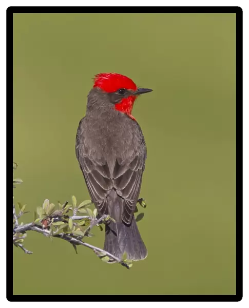 Vermilion Flycatcher - adult male - March - Southeast Arizona - USA