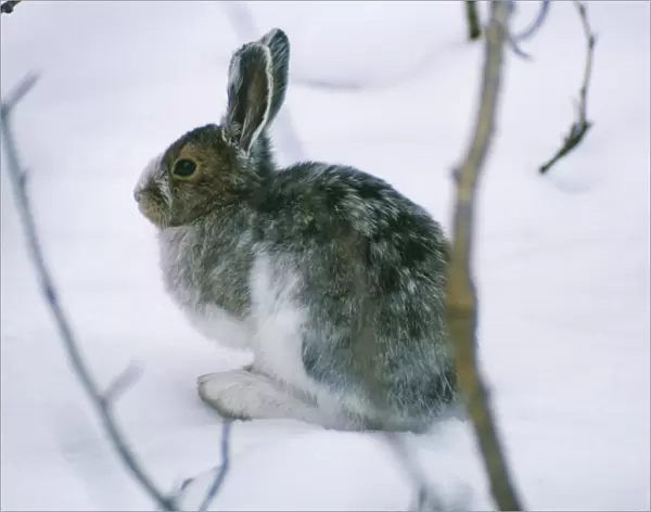 Snowshoe Hare  /  Varying Hare - in snow changing pelage
