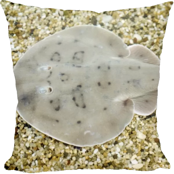 Lesser Electric Ray - Trinidad to Argentina