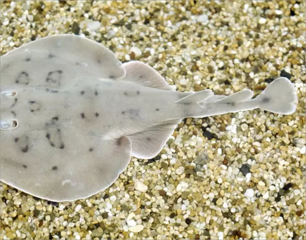 Lesser Electric Ray - Trinidad to Argentina