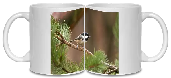 Coal Tit - perched on branch of pine tree - Cairngorm - Scotland