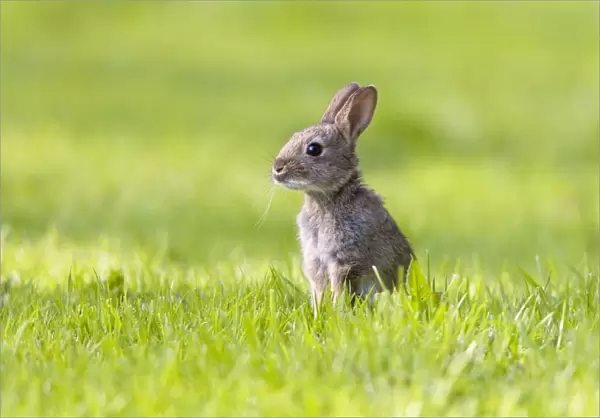 Rabbit - juvenile in meadow - Norfolk UK