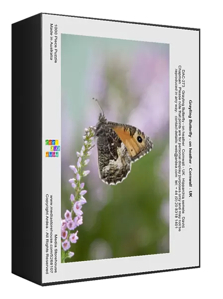 Grayling Butterfly - on heather - Cornwall - UK