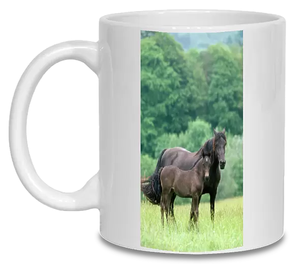 Horse - Welsh Cob Pony