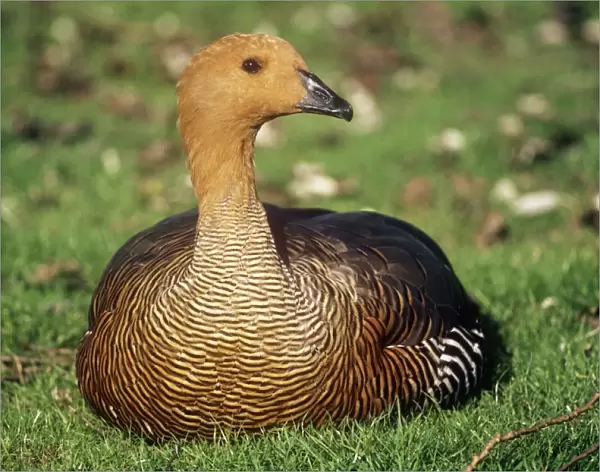 Falkland Upland Goose - Adult female resting