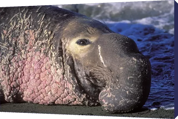 Northern Elephant Seal - close-up of an adult male - Piedras Blancas colony - California coast - North America - Pacific Ocean
