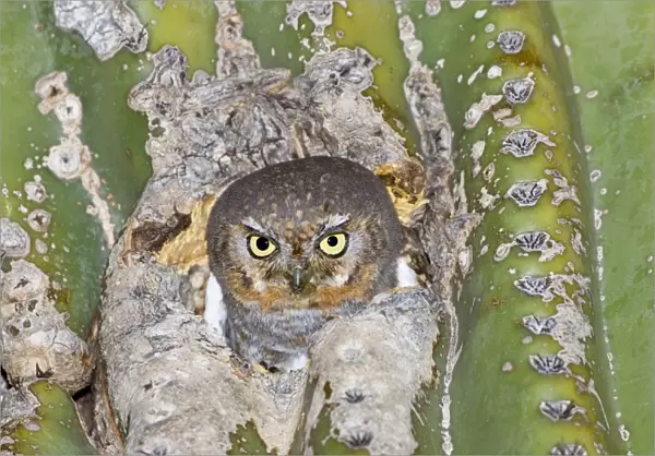 Elf Owl. In nest cavity in saguaro, Carnegiea gigantea. Southeast Arizona in March. USA