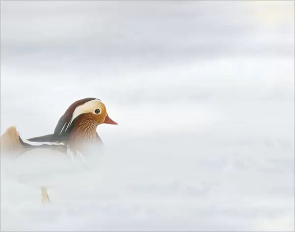 Mandarin Duck - in mist & snow