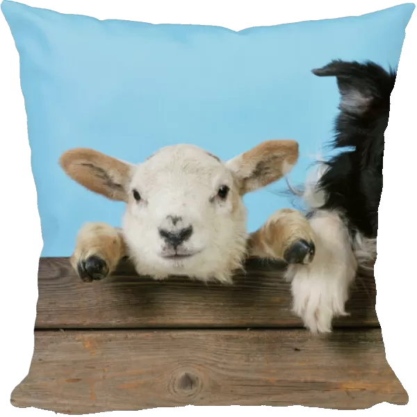 DOG & LAMB. Border collie and cross breed lamb looking over old barn door best friends