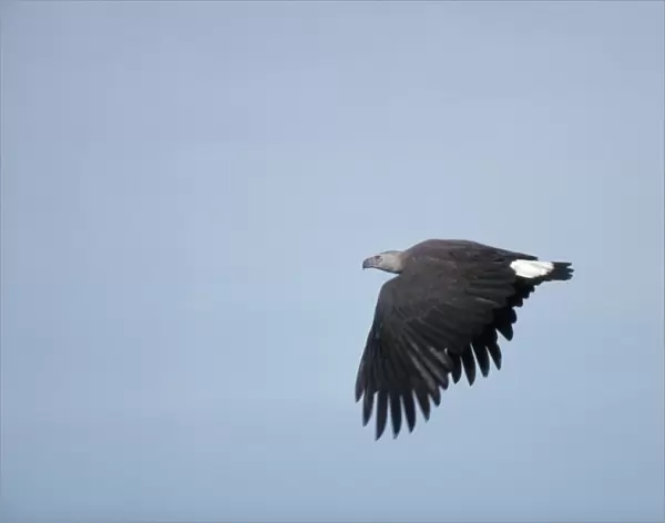 Grey Headed Fishing Eagle - in flight - Sri Lanka