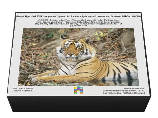 Bengal Tiger JVG 3376 Young male, 3 years old. Panthera tigris tigris © Joanna Van Gruisen  /  ARDEA LONDON