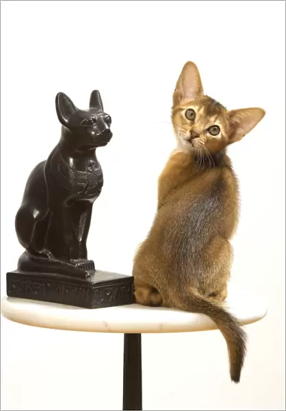 Cat - Ruddy Abyssinian in studio with statue of cat