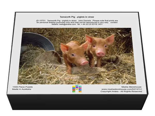 Tamworth Pig - piglets in straw
