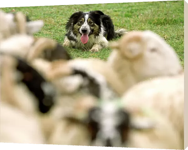 Dog - Border collie rounding up black-faced sheep in field