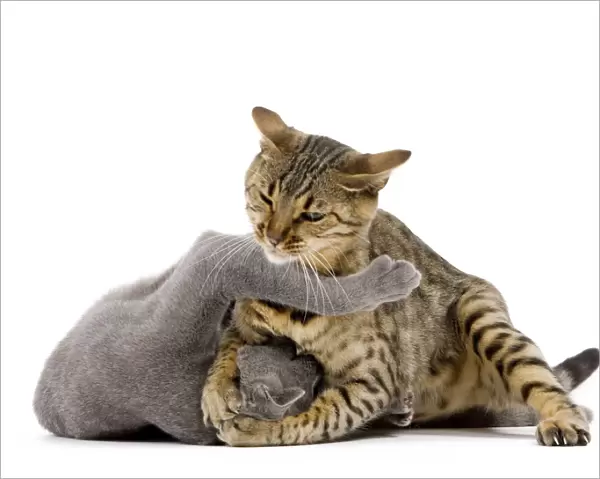 Cat - Bengal - Brown spotted in studio play fighting with grey cat