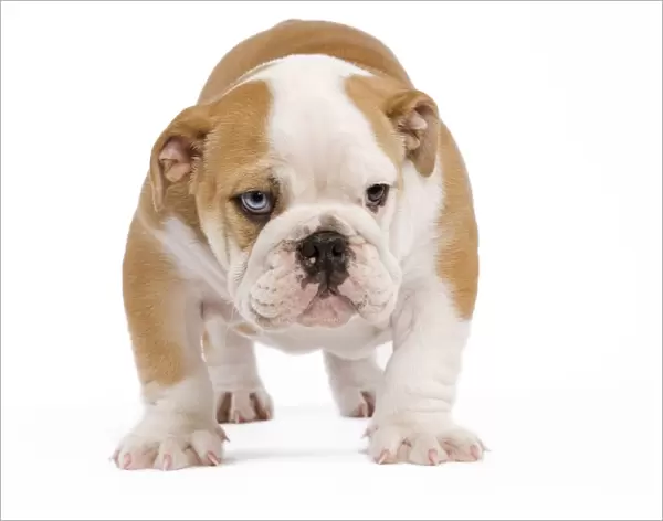 English Bulldog - puppy