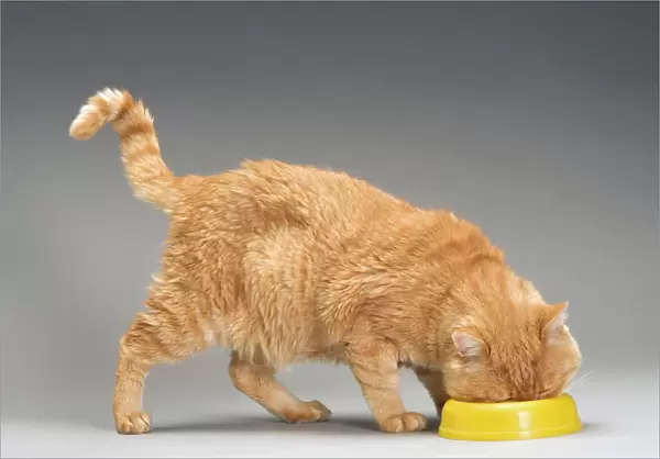 Cat - European red tabby in studio - feeding from bowl in studio