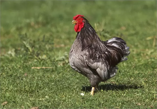 Chicken - Wyandotte Cock  /  Rooster on grass JPF17874