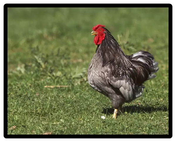 Chicken - Wyandotte Cock  /  Rooster on grass JPF17874