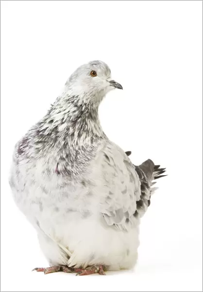 Fancy Pigeon Breed Grisson argente