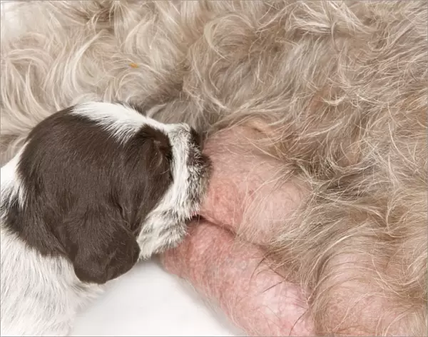 Dog - Korthal Griffon female with puppy suckling - in studio