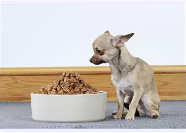 DOG. Chihuahua looking at large bowl of food