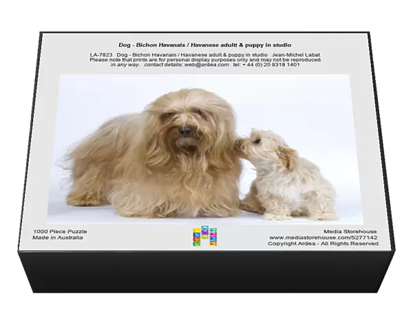 Dog - Bichon Havanais  /  Havanese adultt & puppy in studio