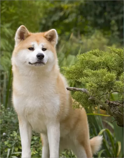 Dog - Akita  /  Akita Inu. Also known as Japanese Akita