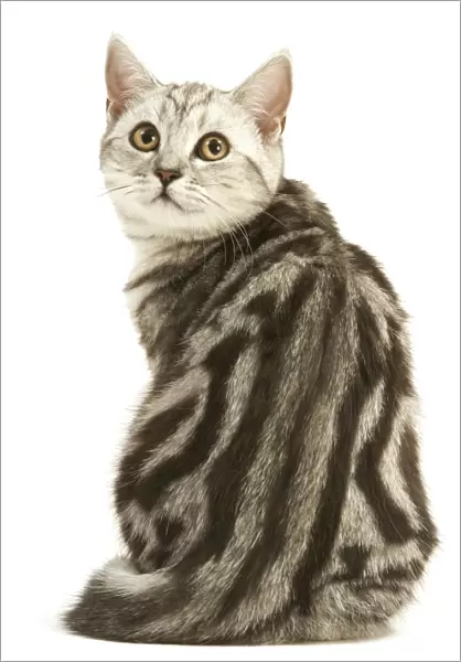 Cat - British shorthair kitten - black silver tabby