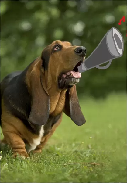 Dog - Bassett Hound playing trumpet