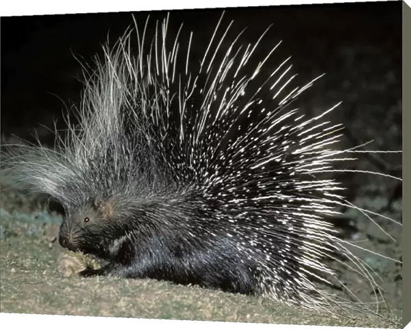 African Porcupine - at night - South Luangwa National Park - Zambia