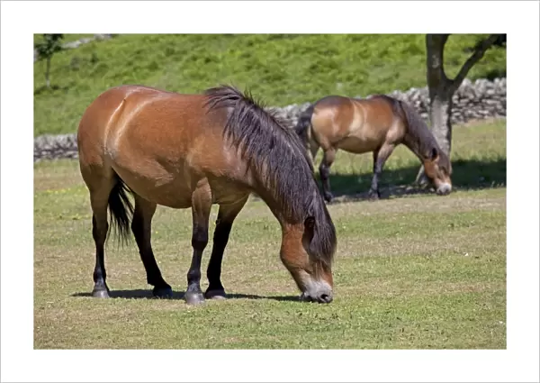 Exmoor ponies grazing Valley of the Rocks Exmoor North Devon UK