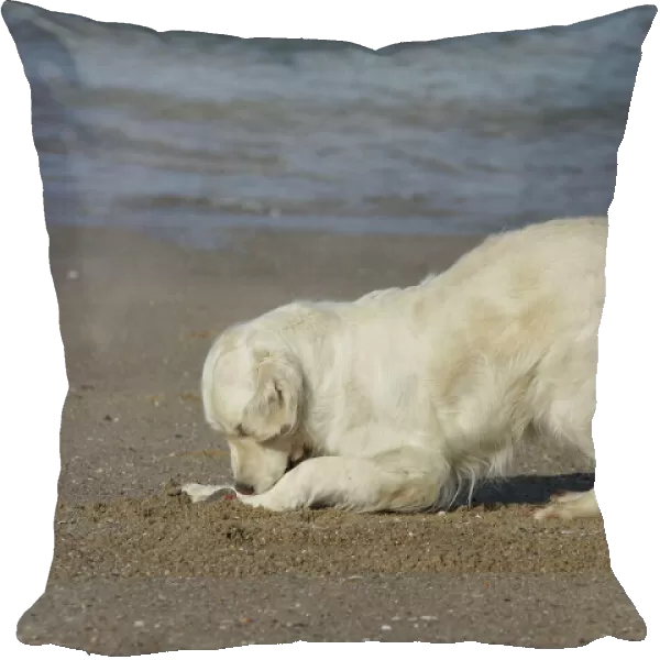 Dog - Golden Retreiver digging  /  playing on beach