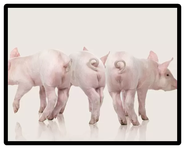 Domestic Pigs - three in studio